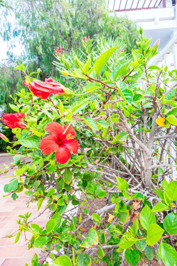 Vivienda Vacacional Rose Costa Teguise Εξωτερικό φωτογραφία